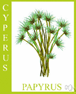 papyrus - tall sedge of the Nile valley yielding fiber that served many purposes in historic times