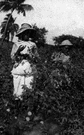 Gossypium barbadense - small bushy tree grown on islands of the Caribbean and off the Atlantic coast of the southern United States