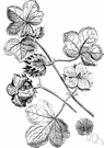 Levant cotton - Old World annual having heart-shaped leaves and large seeds with short greyish lint removed with difficulty