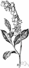 Lyonia mariana - deciduous shrub of coastal plain of the eastern United States having nodding pinkish-white flowers