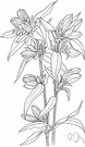soapwort gentian - erect perennial of wet woodlands of North America having leaves and flower buds resembling those of soapwort