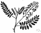 Kentucky yellowwood - small handsome roundheaded deciduous tree having showy white flowers in terminal clusters and heavy hardwood yielding yellow dye