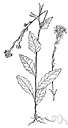 Mentha arvensis - European mint naturalized in United States