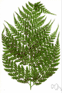 Dicksonia - tree ferns of temperate Australasia having bipinnatifid or tripinnatifid fronds and usually marginal sori