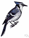 jaybird - common jay of eastern North America
