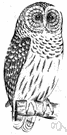 Strix varia - large owl of eastern North America having its breast and abdomen streaked with brown