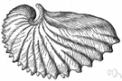 genus Argonauta - type genus of the family Argonautidae: paper nautilus