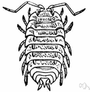 sow bug - terrestrial isopod having an oval segmented body (a shape like a sow)