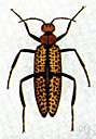family Meloidae - blister beetles