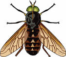 cleg - large swift fly the female of which sucks blood of various animals