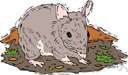 Meriones - a genus of Cricetidae