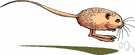 genus Dipus - type genus of the Dipodidae