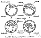fetal membrane - any membrane that functions for the protection or nourishment or respiration or excretion of a developing fetus