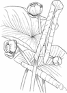 Nuphar advena - common water lily of eastern and central North America, having broad leaves and globe-shaped yellow flowers