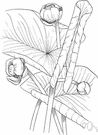 yellow pond lily - common water lily of eastern and central North America, having broad leaves and globe-shaped yellow flowers
