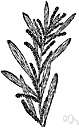 Acacia auriculiformis - Australian tree that yields tanning materials