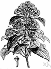 Eugenia aromaticum - moderate sized very symmetrical red-flowered evergreen widely cultivated in the tropics for its flower buds which are source of cloves