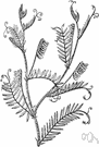 hairy tare - European vetch much cultivated as forage and cover crops