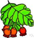 summer haw - hawthorn of southern United States bearing a juicy, acidic, scarlet fruit that is often used in jellies or preserves