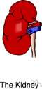 acute renal failure - renal failure associated with burns or other trauma or with acute infection or obstruction of the urinary tract