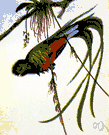 quetzal bird - large trogon of Central America and South America having golden-green and scarlet plumage