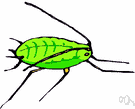 greenfly - greenish aphid