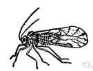 bark-louse - any of several insects living on the bark of plants
