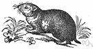 genus Cricetus - type genus of the Cricetidae: Old World hamsters