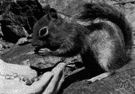 genus Eutamias - chipmunks of western America and Asia