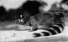 genus Bassariscus - cacomistles