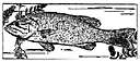 Micropterus pseudoplites - a variety of black bass