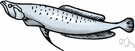Sciaenidae - warm-water marine fishes including the drums and grunts and croakers and sea trout