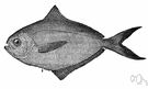 Poronotus - a genus of Stromateidae