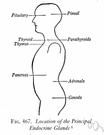 endocrine - any of the glands of the endocrine system that secrete hormones directly into the bloodstream