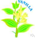 vanilla - a flavoring prepared from vanilla beans macerated in alcohol (or imitating vanilla beans)