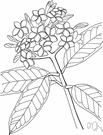 Plumiera - deciduous shrubs and trees of tropical America having branches like candelabra and fragrant white or pink flowers
