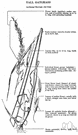 tall meadow grass - coarse perennial Eurasian grass resembling oat
