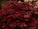 azalea - any of numerous ornamental shrubs grown for their showy flowers of various colors