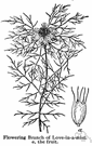 running pop - tropical American passion flower with finely dissected bracts