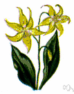 snow lily - dogtooth violet of western North America having bright yellow flowers