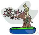 Japanese apricot