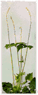 genus Mitella - genus of low slender herbs of North America and northeastern Asia having flowers with trifid or pinnatifid petals