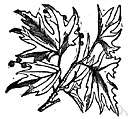 Platanus wrightii - medium-sized tree of Arizona and adjacent regions having deeply lobed leaves and collective fruits in groups of 3 to 5