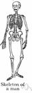 osteopetrosis - an inherited disorder characterized by an increase in bone density