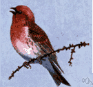 purple finch - North American finch having a raspberry-red head and breast and rump