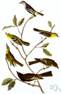 Muscicapa - type genus of the Muscicapidae