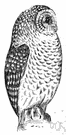 spotted owl - a large owl of North America found in forests from British Columbia to central Mexico
