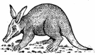 Orycteropus - coextensive with the family Orycteropodidae