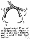 zygodactyl foot - a bird's foot having the first and fourth toes of each foot directed backward and the second and third forward