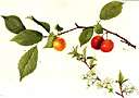 Victoria plum - a large red plum served as dessert